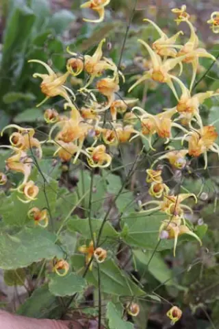 Epimedium 'Amber Queen'