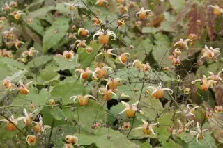 Epimedium 'Amber Queen'