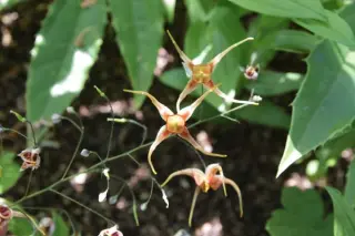 Epimedium 'Anardil'