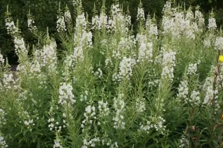 Epilobium angustifolium 'Album'