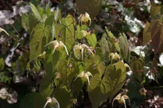 Epimedium 'Buff Beauty'