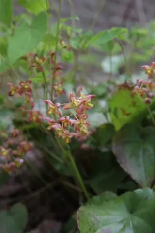 Epimedium cantabrigiense 'Little Shrimp'