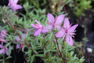 Epilobium caucasicum