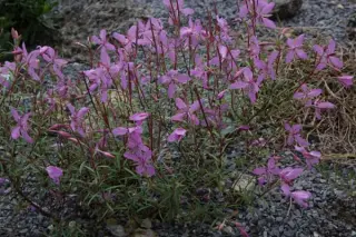 Epilobium caucasicum