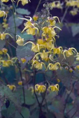 Epimedium davidii