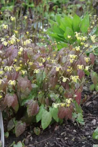 Epimedium davidii