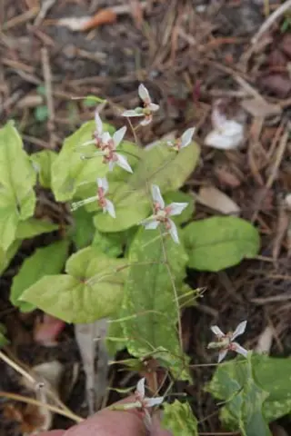 Epimedium dolichostemon