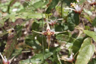 Epimedium 'Eldarion'