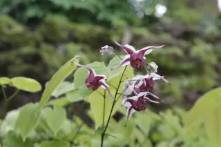Epimedium epsteinii