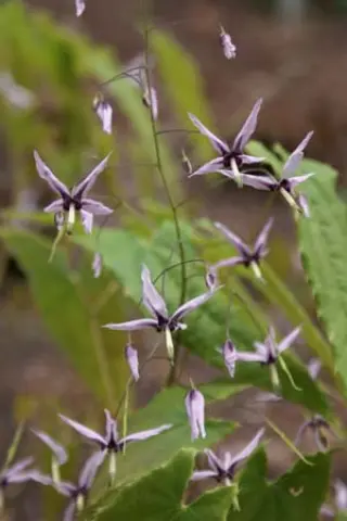 Epimedium fargesii 'Pink Constellation'