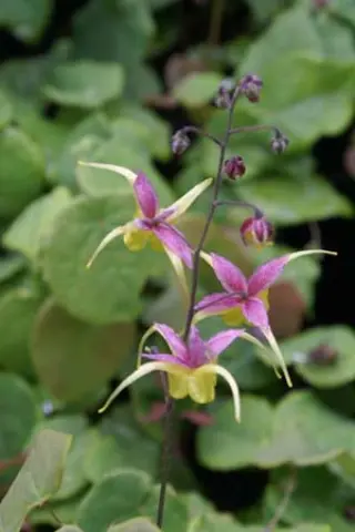 Epimedium 'Fire Dragon'