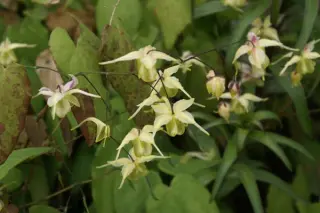 Epimedium 'Flowers Of Sulphur'