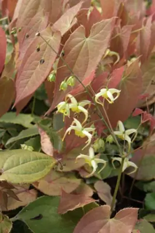Epimedium franchetii 'Brimst. Butterfly'
