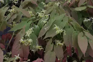 Epimedium franchetii 'Brimst. Butterfly'