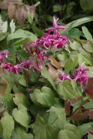Epimedium grandiflorum 'Circe'