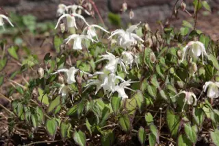 Epimedium grandiflorum higoense 'Bandit'