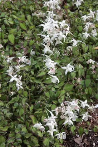 Epimedium grandiflorum higoense 'Bandit'