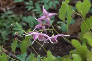 Epimedium grandiflorum 'Koji'