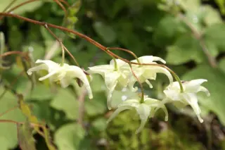 Epimedium grandiflorum 'La Rocaille'
