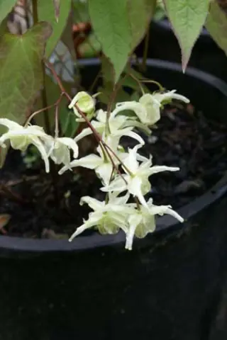 Epimedium grandiflorum 'La Rocaille'