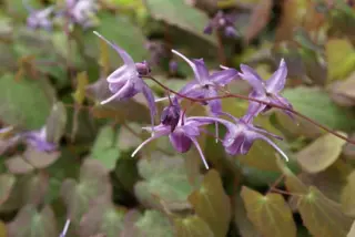 Epimedium grandiflorum 'Lilafee'