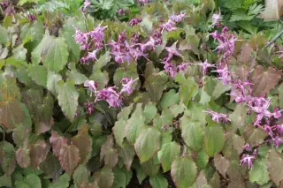 Epimedium grandiflorum 'Lilafee'