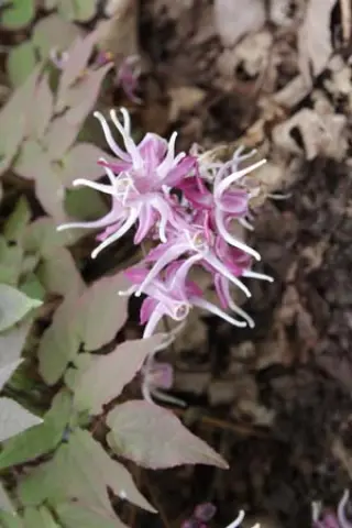 Epimedium grandiflorum 'Queen Esta'