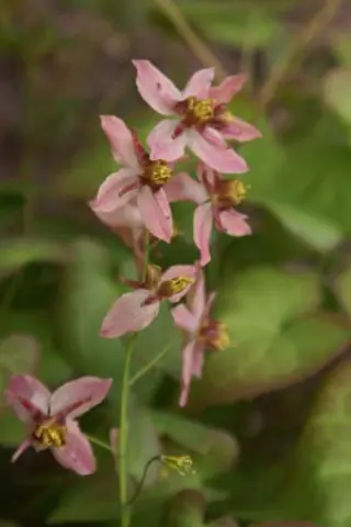 Epimedium grandiflorum 'Rose Queen' x 'Frohnleiten'