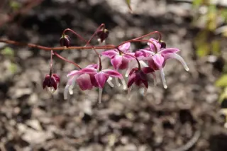 Epimedium grandiflorum 'Waterfall'