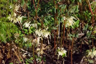 Epimedium grandiflorum ssp. koreanum 'Yellow Princess'
