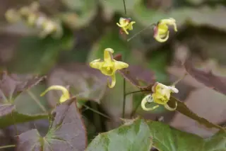 Epimedium hunanense