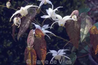Epimedium latisepalum