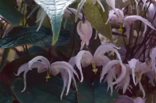 Epimedium leptorrhizum