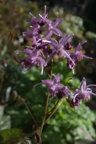 Epimedium 'Lilac Cascade'