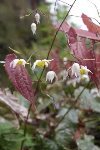 Epimedium 'Mandarin Star'