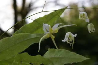 Epimedium x omeiense 'Pale Fire Sibling'