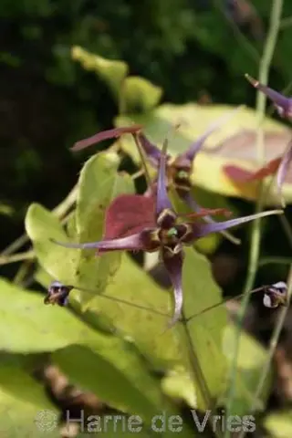 Epimedium x omeiense 'Stormcloud'