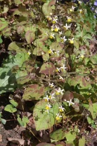 Epimedium 'Parfum Des Elfes'