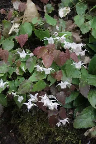 Epimedium pauciflorum