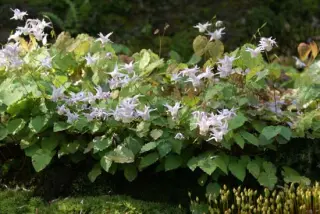 Epimedium pauciflorum