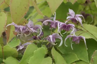 Epimedium 'Phoenix' ('Wendy Perry's')