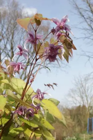 Epimedium 'Phoenix' ('Wendy Perry's')