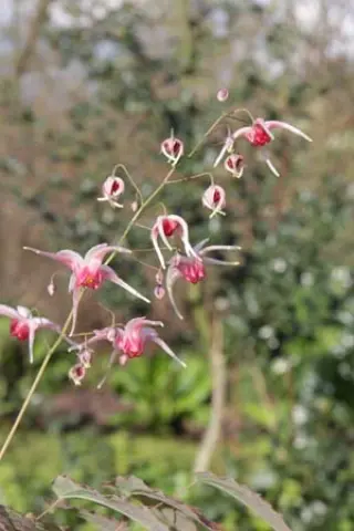 Epimedium 'Pink Champagne'