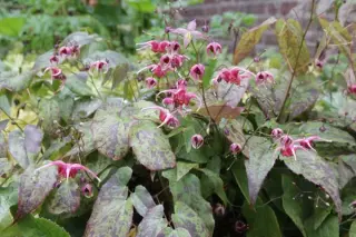Epimedium 'Pink Champagne'