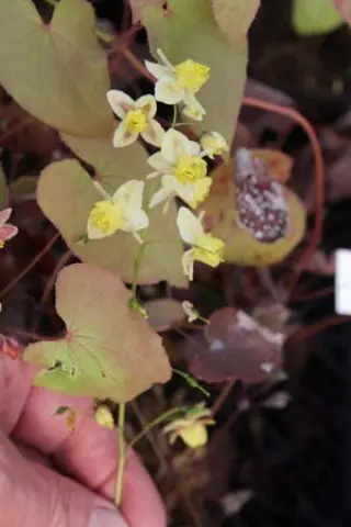 Epimedium pinnatum colch. 'Black Sea'