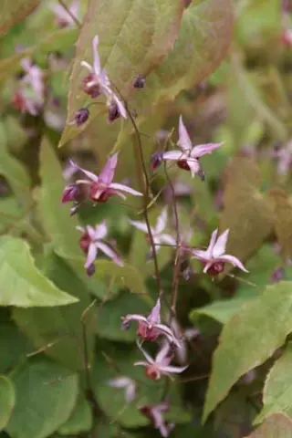 Epimedium 'Pink Elf'
