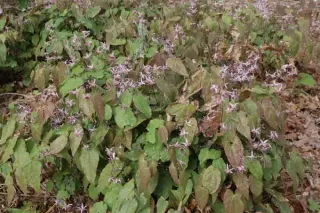 Epimedium 'Pink Elf'