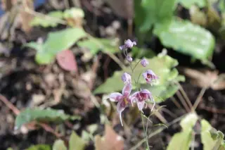 Epimedium 'Pink Panther'