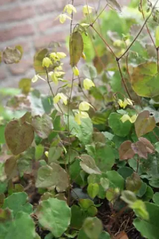 Epimedium platypetalum