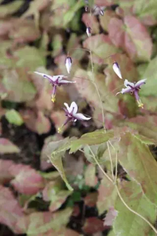 Epimedium qingchengshanense